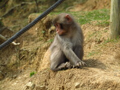 Macaca fuscata