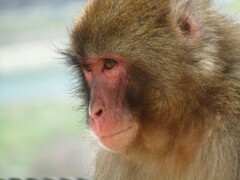 Macaca fuscata