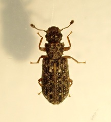 Zebitoma rugosa