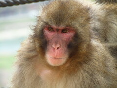 Macaca fuscata