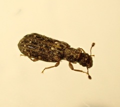 Zebitoma rugosa