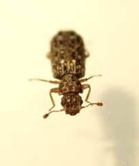 Zebitoma rugosa