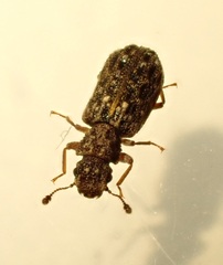 Zebitoma rugosa