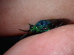 Chrysis lincea