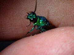 Chrysis lincea