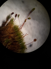 Bartramia papillata