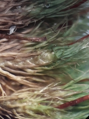 Bartramia papillata