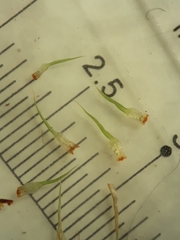 Bartramia papillata