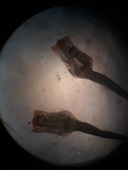 Bartramia papillata
