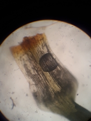 Bartramia papillata