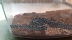 Crotalus polystictus