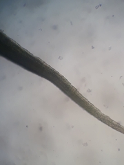 Bartramia papillata