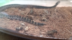 Crotalus polystictus