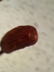 Bartramia papillata