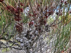 Allocasuarina pusilla