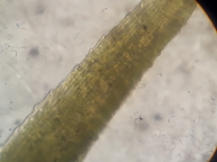 Bartramia papillata