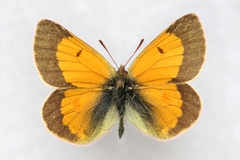 Colias stoliczkana
