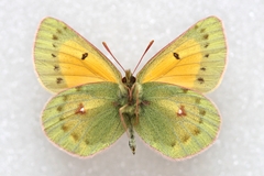 Colias stoliczkana