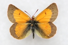Colias stoliczkana
