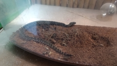 Crotalus polystictus