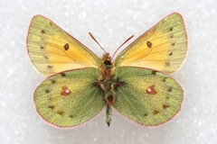Colias stoliczkana