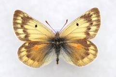 Colias stoliczkana