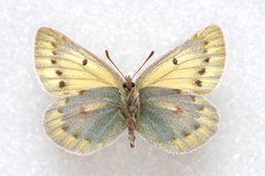 Colias stoliczkana