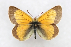 Colias stoliczkana