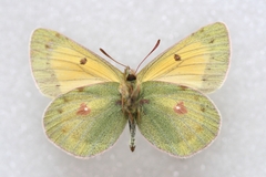 Colias stoliczkana