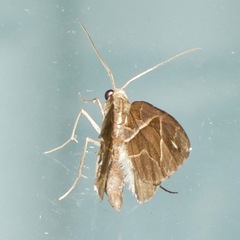 Chaetolopha leucophragma