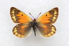 Colias stoliczkana