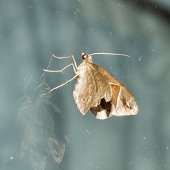 Chaetolopha leucophragma