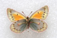 Colias stoliczkana