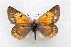 Colias stoliczkana