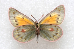 Colias stoliczkana