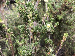 Phyllota pleurandroides