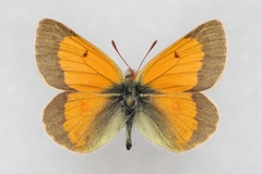 Colias stoliczkana