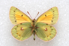 Colias stoliczkana