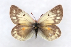 Colias stoliczkana