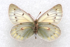 Colias stoliczkana