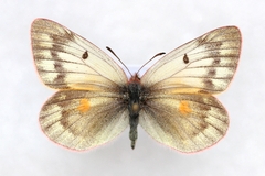 Colias stoliczkana