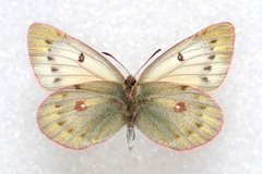 Colias stoliczkana