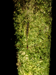 Austrolimnophila argus