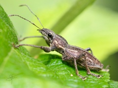Naupactus xanthographus