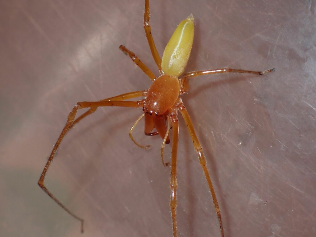 Cheiracanthium longimanum
