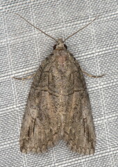 Prionofrontia strigata