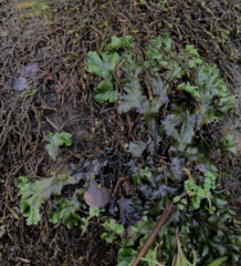 Marchantia polymorpha ruderalis