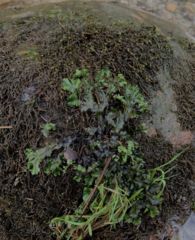 Marchantia polymorpha ruderalis