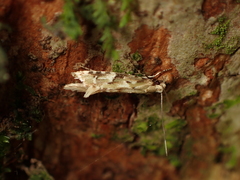 Crypsitricha mesotypa