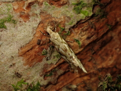 Crypsitricha mesotypa